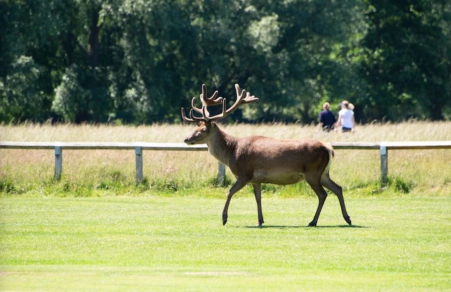 伦敦· 泰丁顿河畔 Teddington Riverside 配套